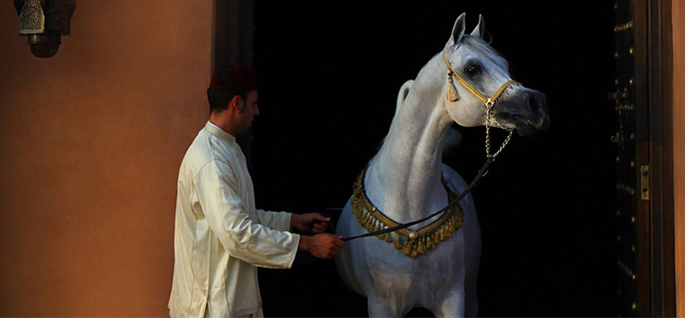  The best of marrakech 